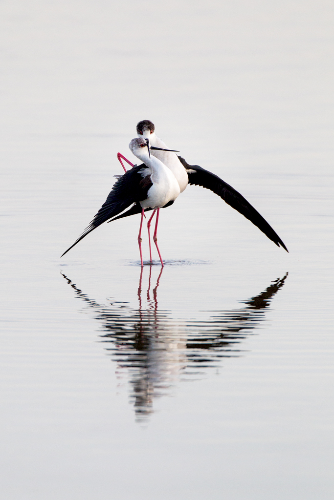 1_zweisamkeit_20120901_2003422555