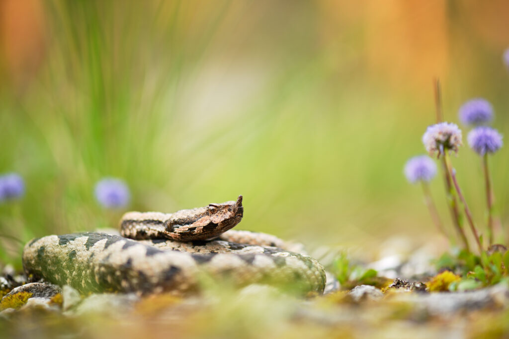 Andere Tiere - Kategoriesieger - Begegnung am Morgen