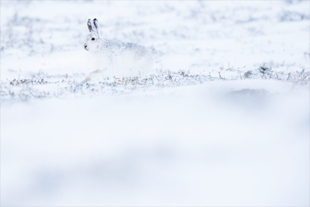 S01_Christoph-Ruisz_Hoppel-Hase_hp