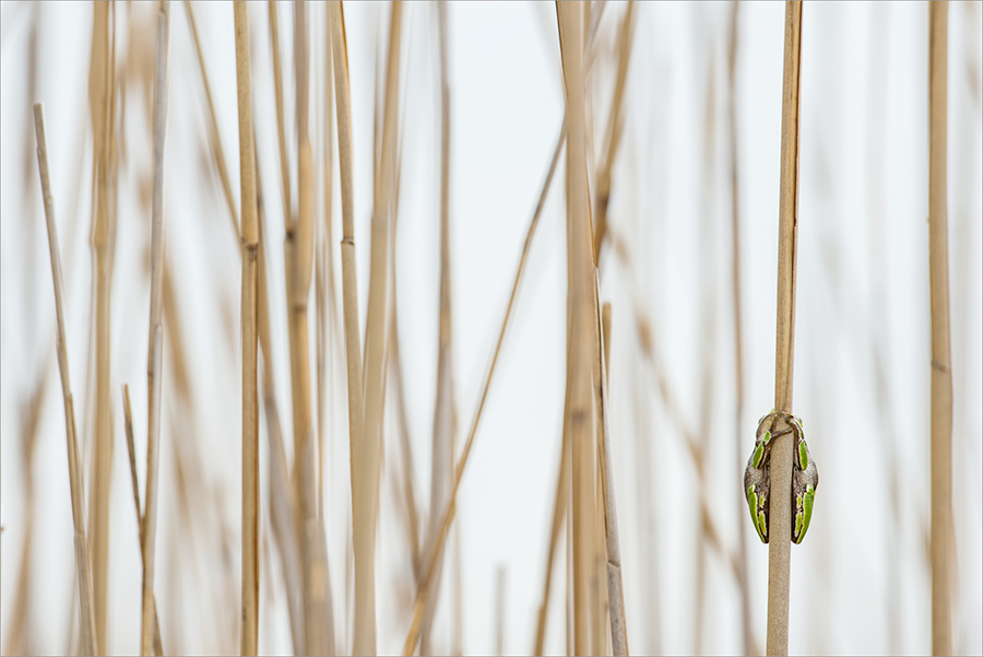 01 Robert Haasmann Grasfrosch