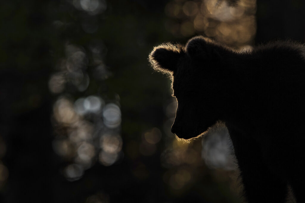 01_Robert-Haasmann_morgens_im_wald