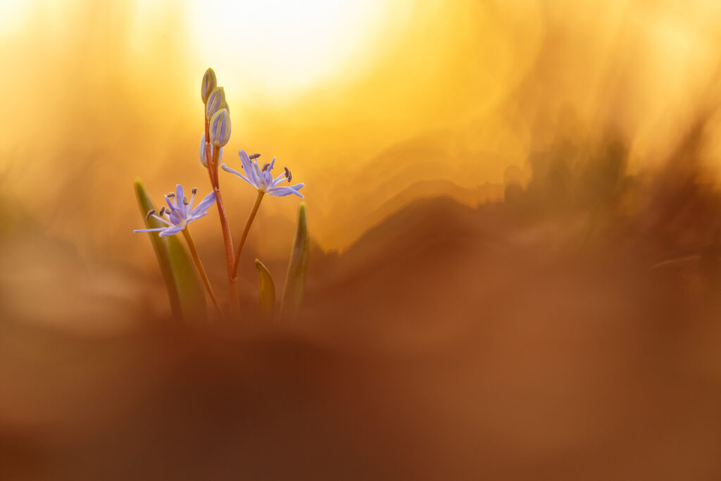 04 Patrick Henschke Blaustern