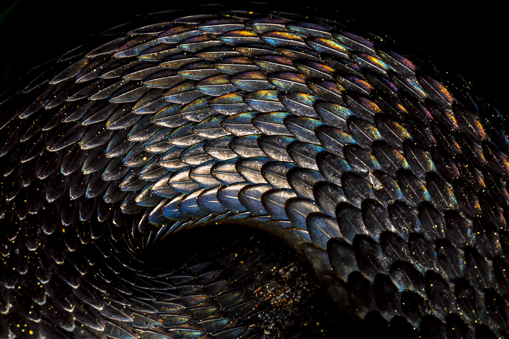 kf01 Bernhard Schubert Schuppen Spektrum