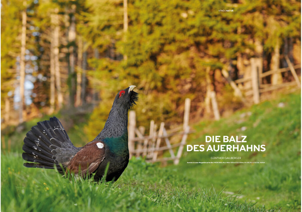 Die Balz des Auserhahns