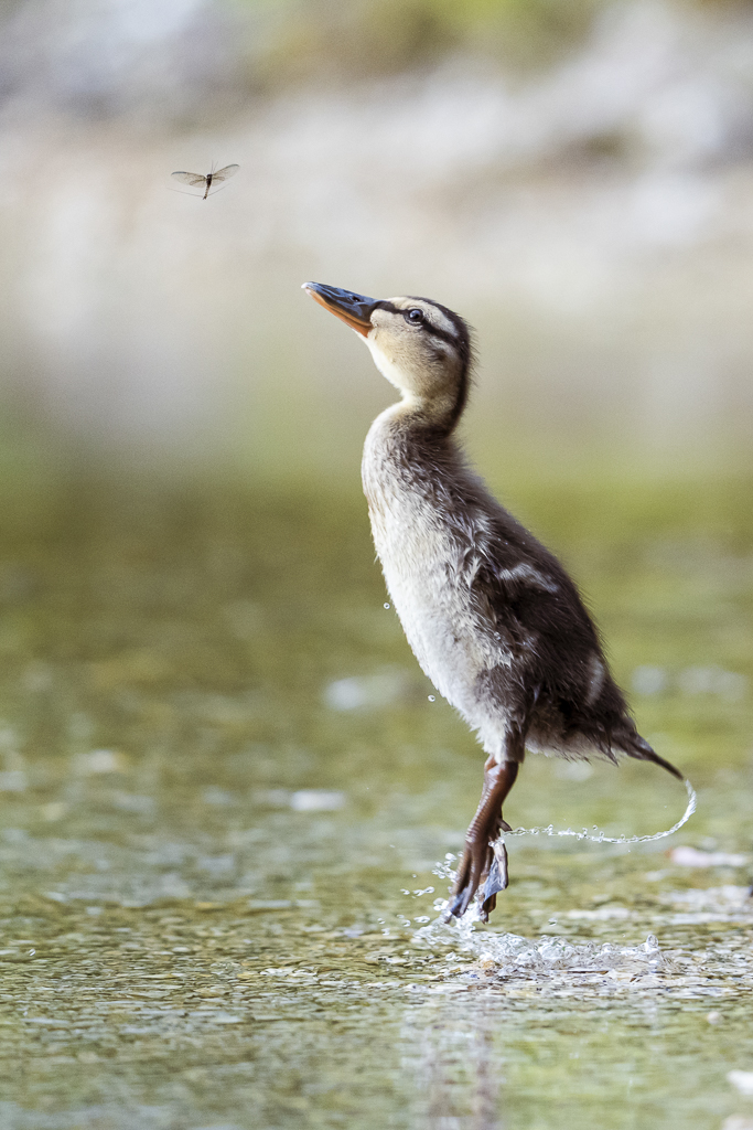V01 Valentin Blueml Fangenspiel
