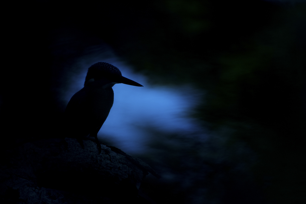 V10 Kai Kolodziej Eisvogel