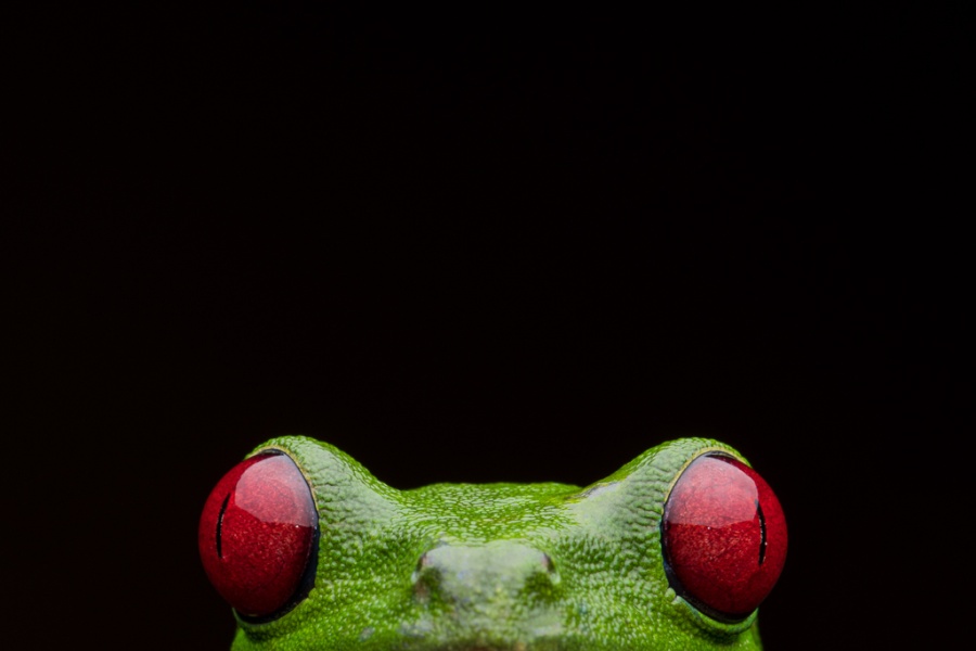 phoca_thumb_l_so04_Kai_Kolodziej_peekaboo