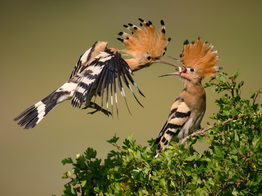 phoca_thumb_l_vo01_Harald_Stelzer_Futterung