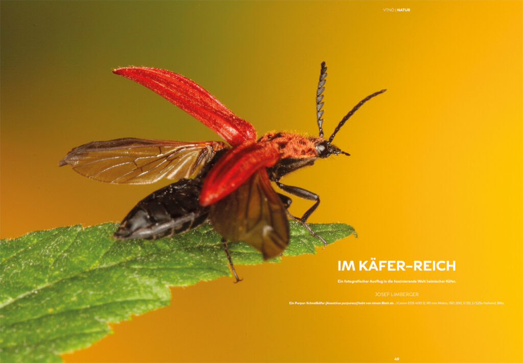 Im Käfer-Reich - Josef Limberger