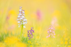 Anacamptis morio/ Kleines Knabenkraut