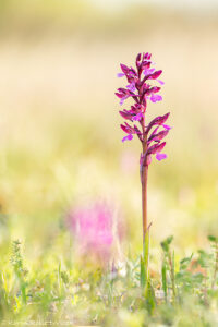 Anacamptis x gennarii = Anacamptis morio x papilionacea