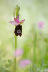 Ophrys bertolonii / Bertolonis Ragwurz