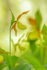 Cypripedium calceolus / Goldener Frauenschuh