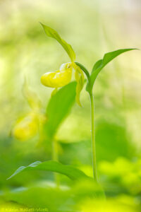Cypripedium calceolus / Goldener Frauenschuh