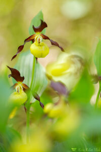 Cypripedium calceolus / Goldener Frauenschuh