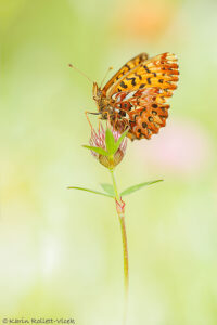 Natterwurz-Perlmuttfalter/ Boloria titania