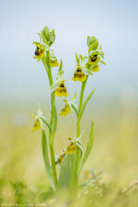 Ophrys holoserica hypochrome
