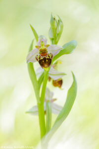 Ophrys x albertiana / Ophrys apifera x Ophrys holoserica
