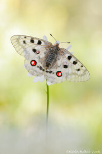 Roter Apollo/ Parnassius apollo