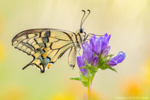 Schwalbenschwanz/ Papilio machaon
