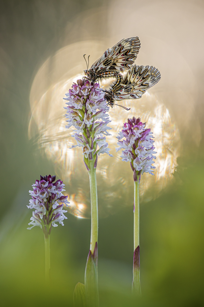 Platz1 - Raimund Brandstätter - Nachwuchsarbeit