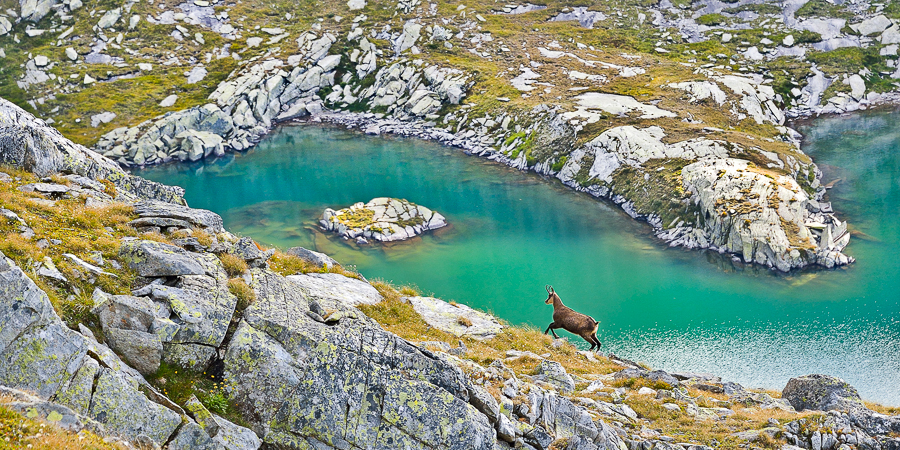 Platz 1 - Gaemse im Wildgerlostal - Herfried Marek