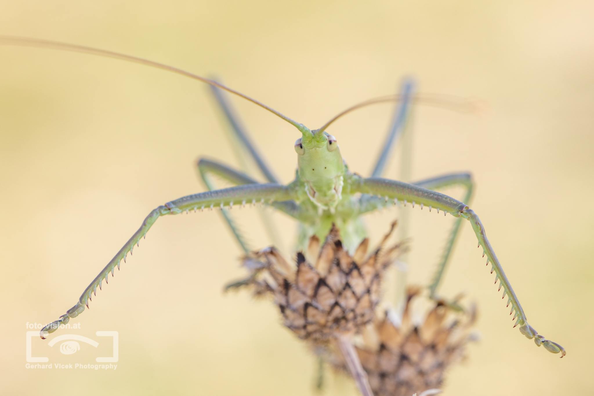 Saga pedo - Große Sägeschrecke - Predatory Bush Cricket