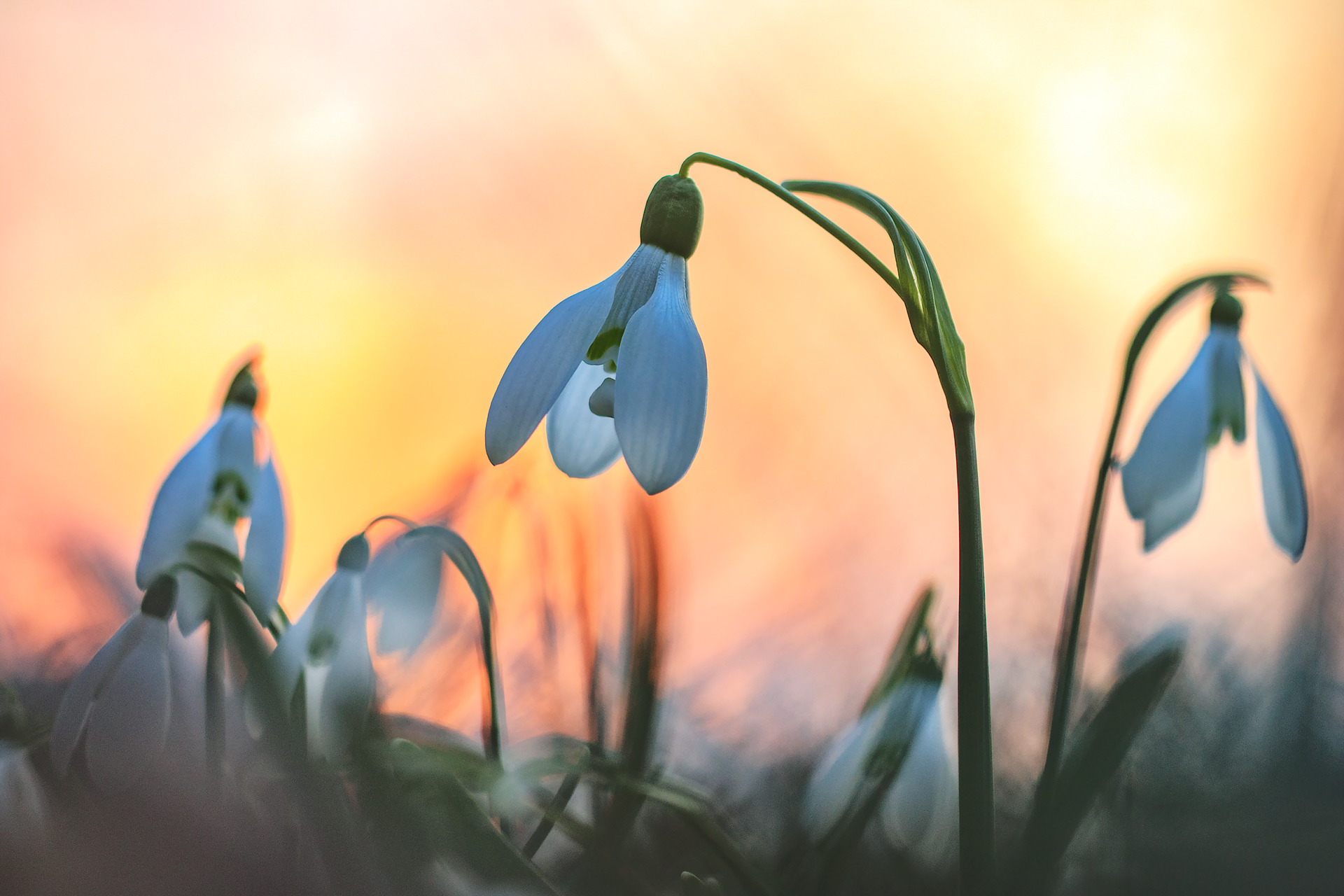 Schneeglöckchen - Galanthus nivalis