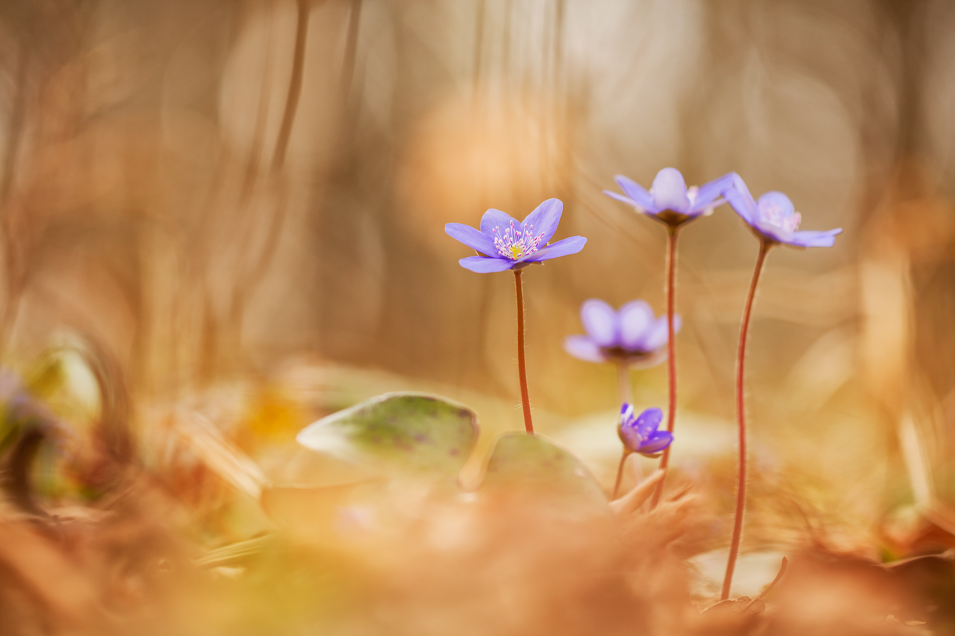 Leberblümchen - Hepatica nobilis - liverworth
