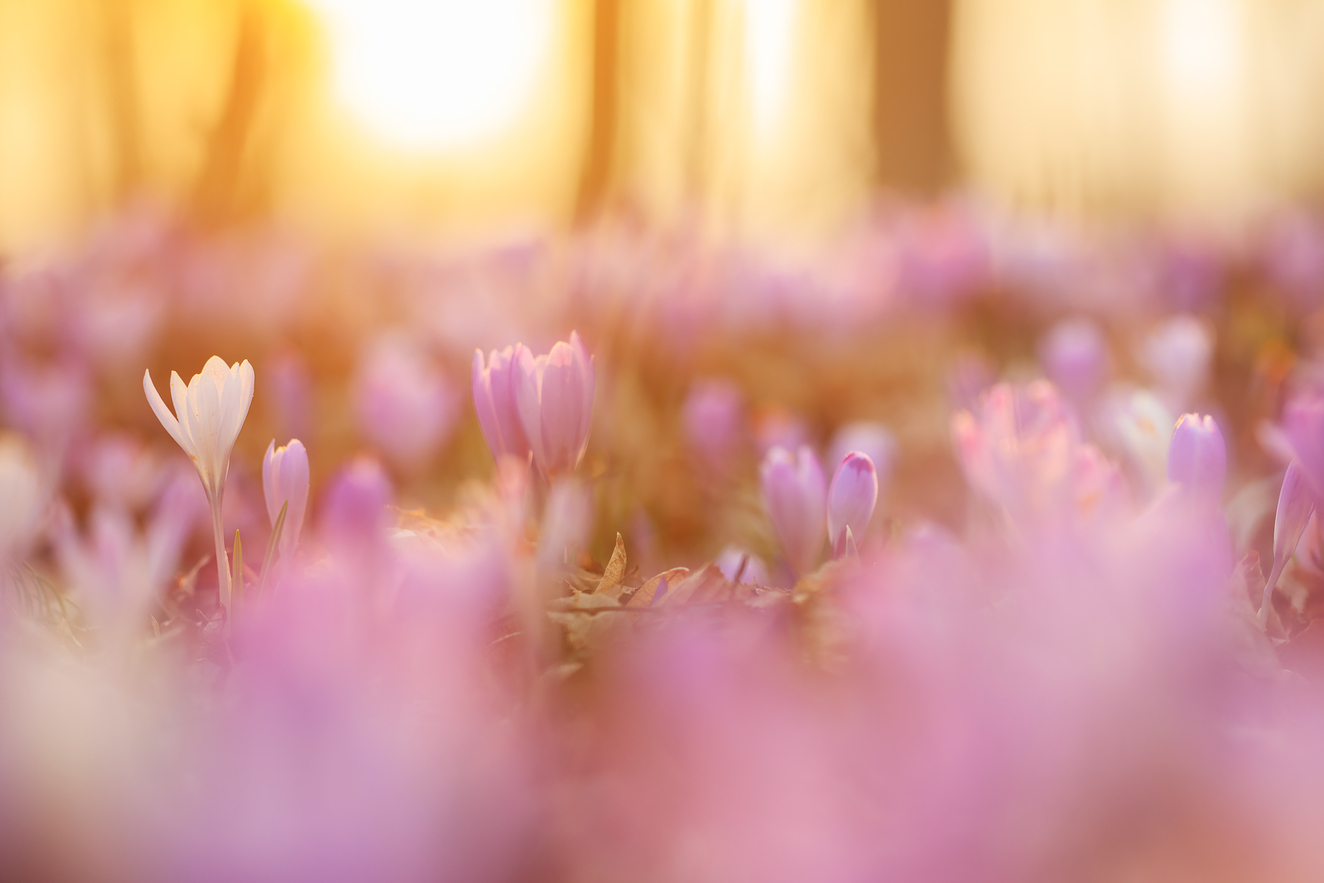 Krokusse im Gegenlicht