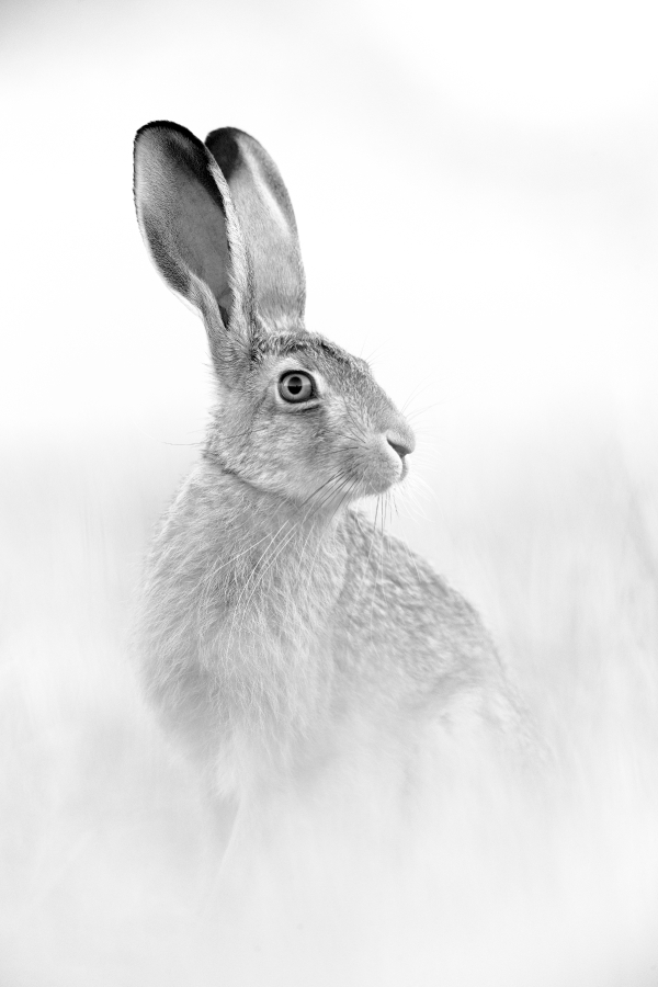 Highlight - Leopold Kanzler - Das Auge