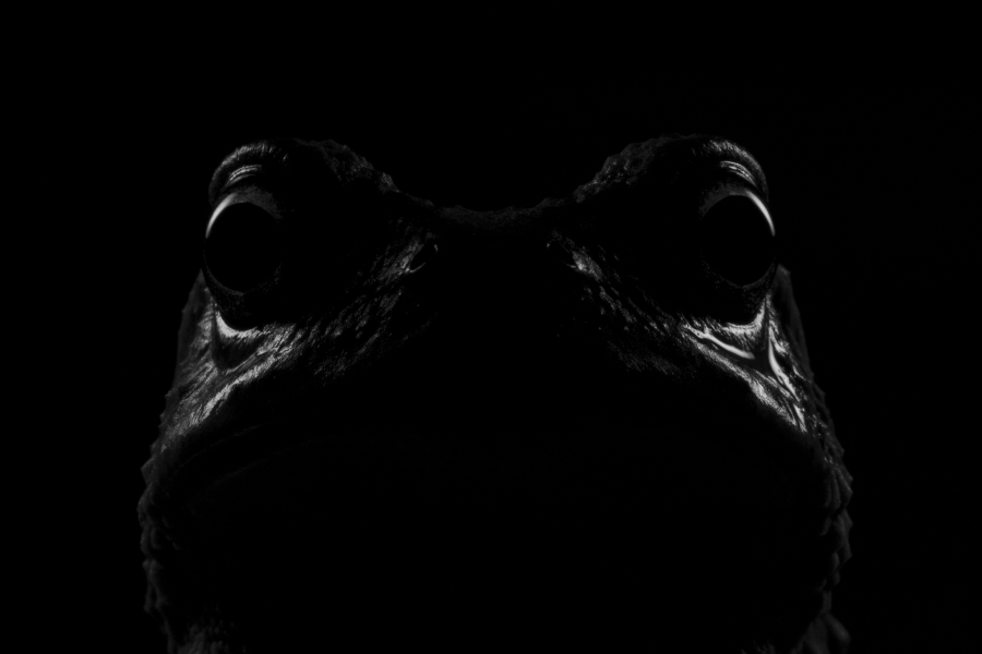 Highlight - Christian Wappl - The Stranger