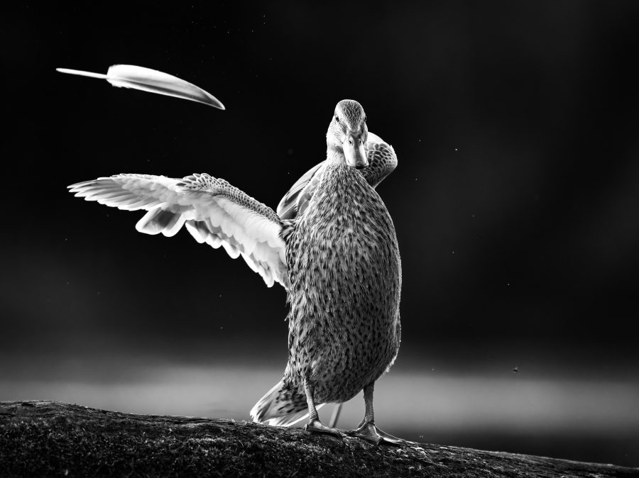 Highlight - Roman Franz - eine Feder weniger