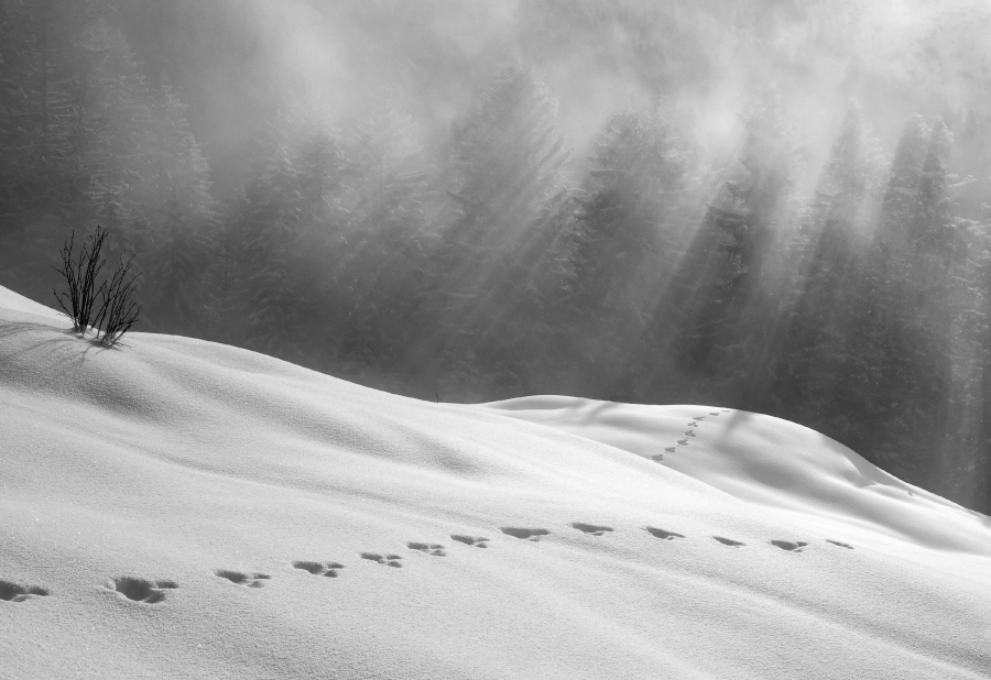 Highlight - Horst Ender - Spuren