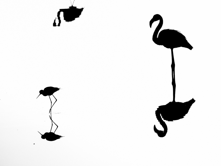 Platz 1 - Reinhold Schrank - Futtersuche