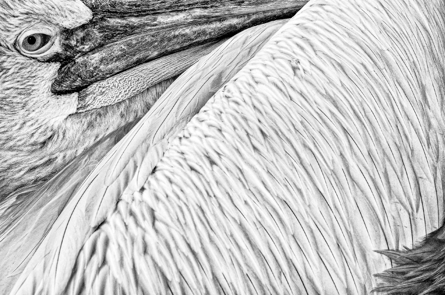 Highlight - Herfried Marek - Krauskopfpelikan - Kerkinisee