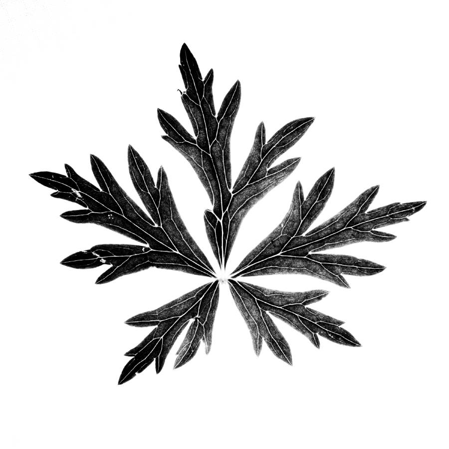 Highlight - Kai Kolodziej - Ranunculus