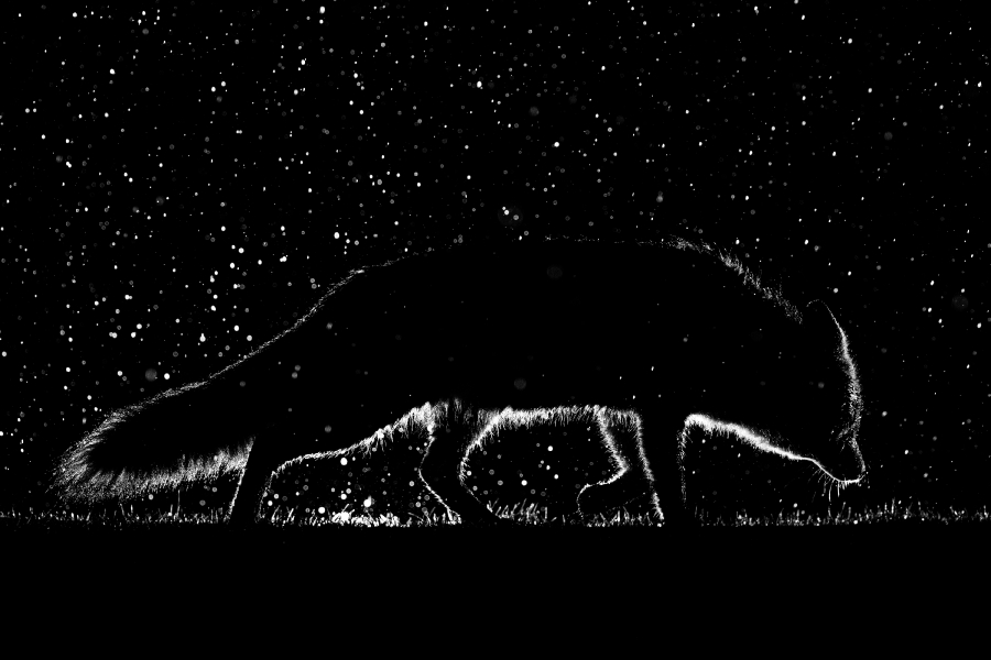 Platz 2 - Kai Kolodziej - Regenfuchs