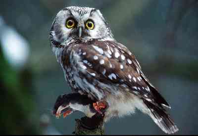 Platz 01 - Zoo & Gehege