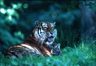 Platz 03 - Zoo & Gehege